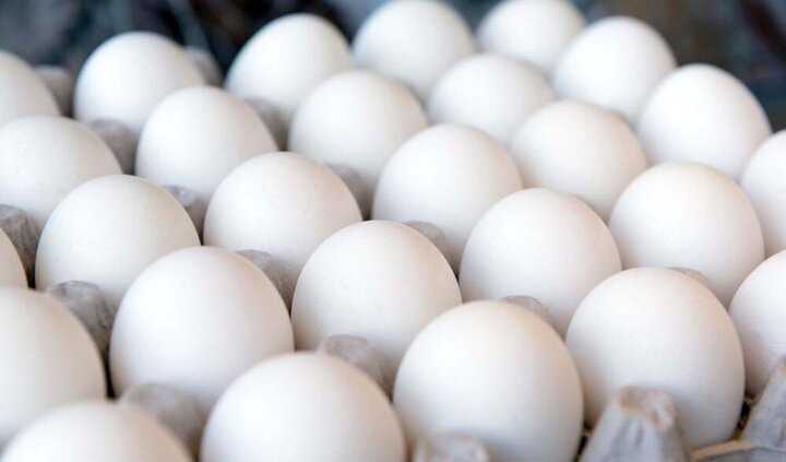 قیمت هر کیلو تخم مرغ، ۱۱ هزار تومان در درب مرغداری