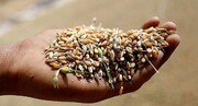 تولید گندم در دیم‌زارهای قزوین افزایش می‌یابد