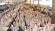 قیمت تمام شده مرغ افزایش یافت| مرغ زنده ۱۷ هزارتومان