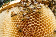 سالانه ۱۵۰۰ تن عسل در گلستان تولید می‌شود/ تولید ۲ هزار ملکه