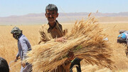 ۱۵۳ هزار هکتار از مزارع کشاورزی قزوین به زیر کشت گندم می‌رود