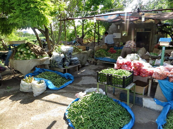 یک سوم گلخانه های تهران در پیشوا قرار دارد/ افزایش ۲ میلیون دلاری صادرات صیفی‌جات