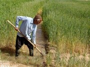۱۹۹ هزار هکتار از اراضی کشاورزی قزوین به زیر کشت محصولات پائیزه می‌رود