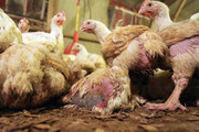 ماجرای خود خوری مرغ ها با عدم تعادل جیره غذایی و  شرایط محیطی