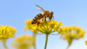 یک سوم مواد غذایی  جهان به زنبورهای عسل وابسته است