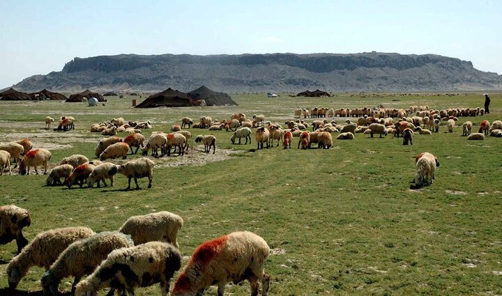  ۴هزار خانوار مازندران عشایرنشین هستند
