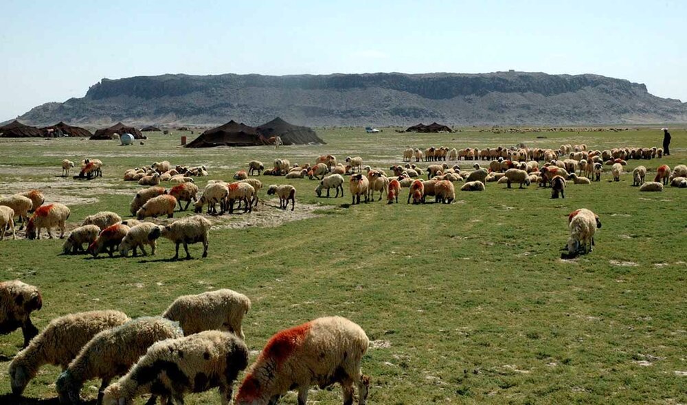 رشد ۱۲ درصدی تولیدات عشایر آذربایجان‌شرقی