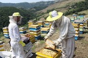 هزینه تولید و خشکسالی زنبورداران اردبیلی را رنج می دهد