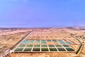 افزایش ۱۰ برابری تولید میگو به شیوه فوق متراکم در بوشهر