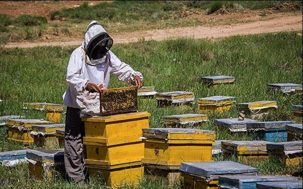 تولید ۴۳۰ تن عسل در ۵۰۱ زنبورستان ساری