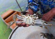 فصل برداشت خرچنگ در چین