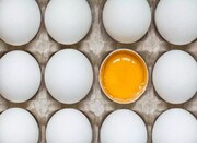 صادرات ۳ هزار تن تخم مرغ از اول سال، رقم بالایی نیست