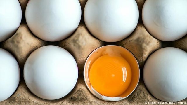 تخم مرغ مورد نیاز چهارمحال و بختیاری از دیگر استان‌ها تامین می‌شود