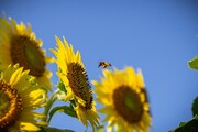 ورود زنبورهای رایحه یاب به صنعت کشاورزی جهان