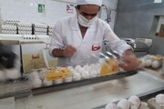 پاگرفتن صنعت بسته بندی تخم مرغ با فعالیت ۷ واحد در همدان