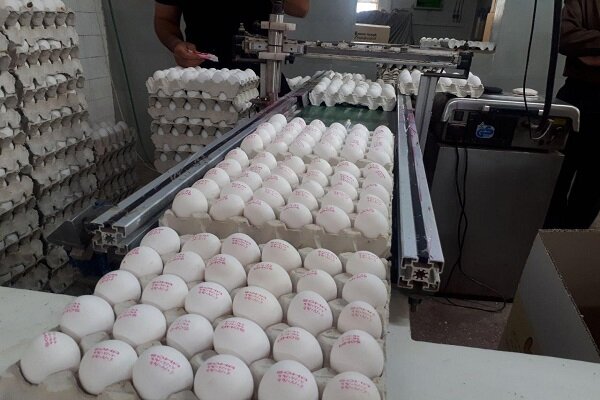 کارخانه‌های صنعتی تخم مرغ‌ها را می بلعند| کسری ۱۲۰۰ تنی تخم مرغ در یک استان
