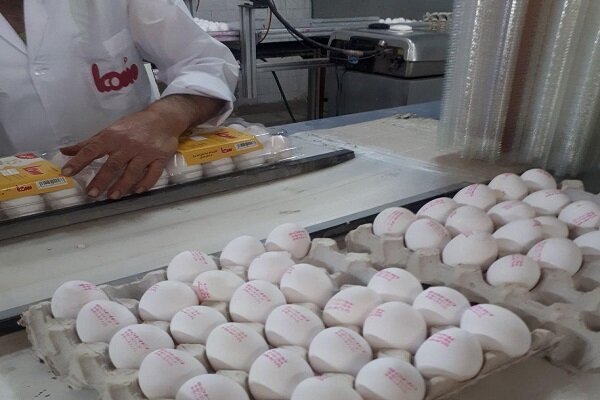 کورس افزایش قیمت‌ در بازار؛ تخم‌مرغ‌های اصفهان درگیر تجارت مسموم شده‌اند؟