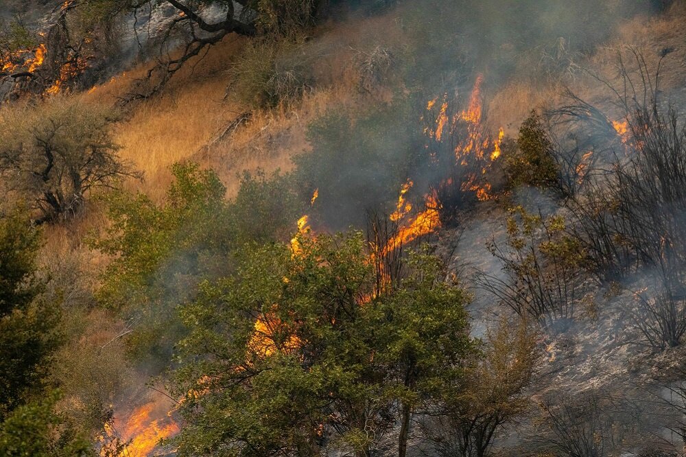آتش همچنان در کمین جنگل‌های کردستان/ مهار حریق با دستانی خالی