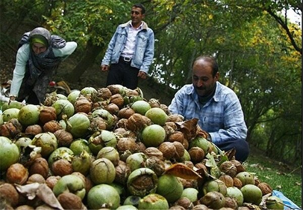 سرشاخه کاری درختان دریچه‌های صادرات را به روی گردوی همدان باز می کند