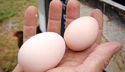 تخم مرغ مختار السلطنه ای یا سوپری؟ / داستان تخم مرغهایی که گرانی را می فهمند!