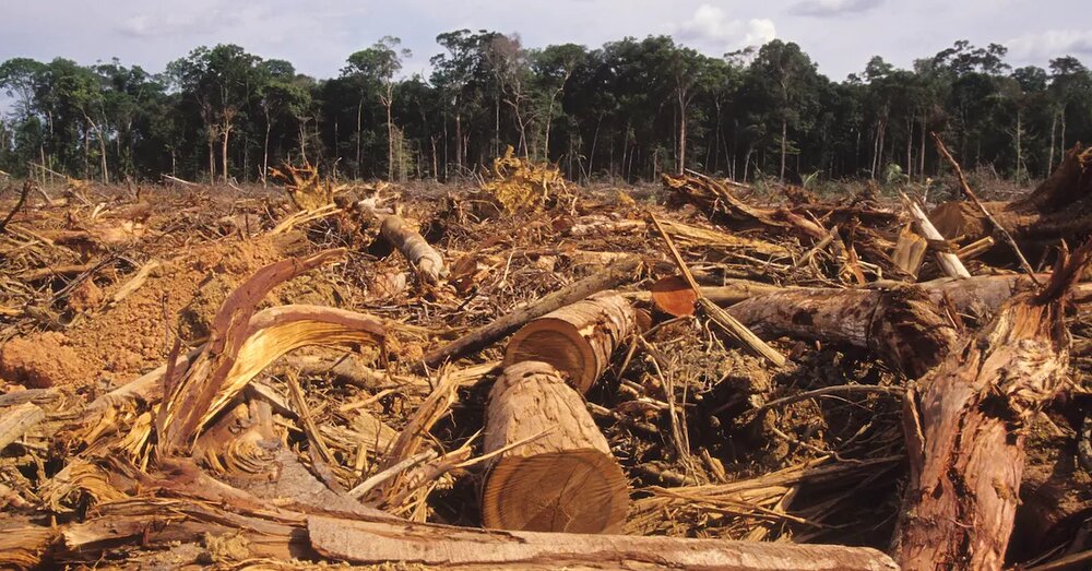 خطر قاچاق چوب به بهانه برداشت درختان شکسته جنگلی| مارکشی در هیرکان