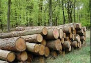 ممنوعیت بهره برداری چوب از استان های شمالی کشور