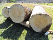 پالونیا، ضرابخانه درختی؛ دفاع سرسختانه یک  استاد دانشگاه از کشت درخت پولساز