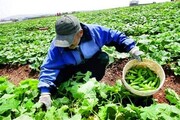 توسعه بخش کشاورزی استان سمنان با استفاده از صندوق حمایتی