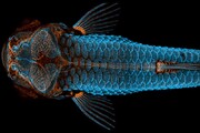 برترین عکس‌ها از دنیای میکروسکوپی