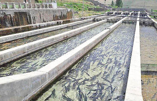 صنعت پرورش ماهی در حال احتضار| استخرهای چند منظوره جوابگوی خراسان جنوبی