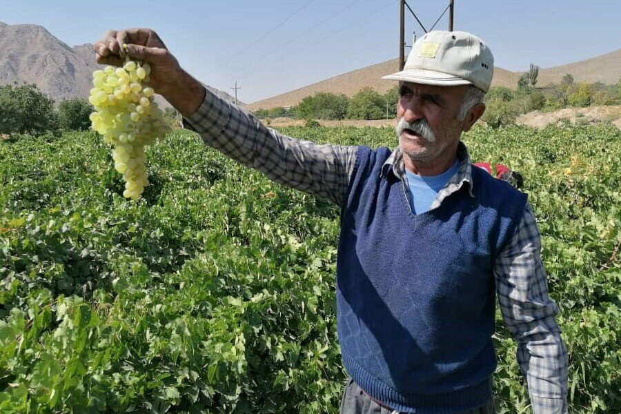 «سد نهب» ناجی تاکستانهای خشک قزوین؛ بهار تاکداران زودتر رسید