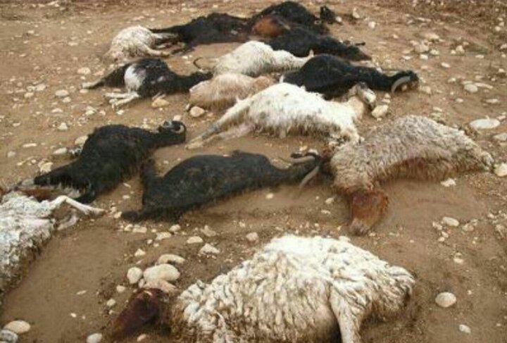 مرگ صدها راس گوسفند براثر گرسنگی| جهاد کشاورزی گلستان تکذیب کرد