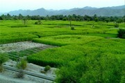 توزیع ۳ هزار و ۲۰۰ تن بذر گواهی شده برنج در سال جاری