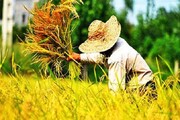 عدم استقبال شالی‌کاران از کشت جایگزین برنج؛ صرفه اقتصادی کلید واژه کشاورزی