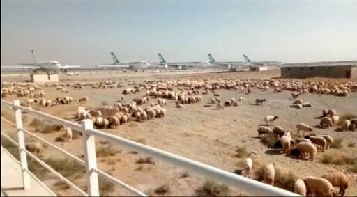 اطلاعیه سازمان دامپزشکی درباره محموله گوسفندان در فرودگاه امام(ره)