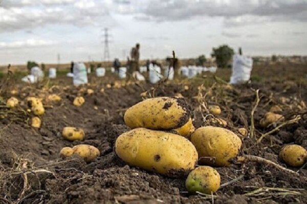 ۲۸۰ هزار تن سیب زمینی در زنجان تولید می‌شود