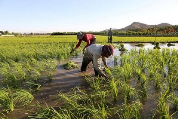 خشک شدن تدریجی مزارع برنج ایلام/ کشاورزان به کم آبی توجه نکردند