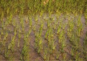 سهم ۳۰ درصدی گیلان در تولید برنج کشور/ کشت مکانیزه آغاز شد