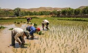 توسعه همگون و همه جانبه مکانیزاسیون و صنایع برنج در دستور کار وزارت جهاد کشاورزی