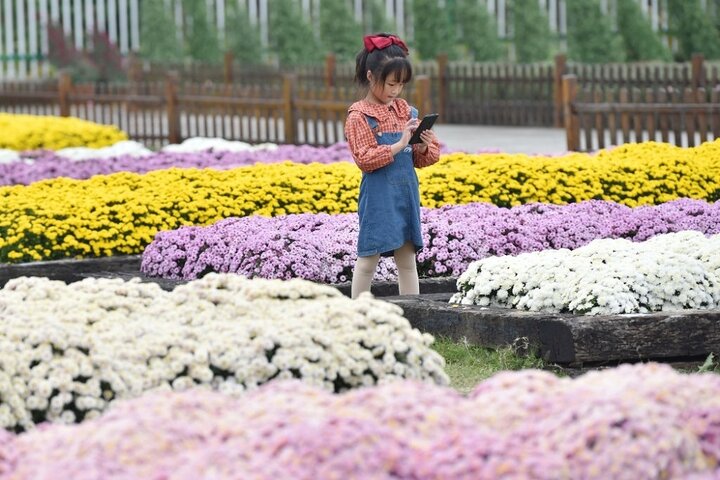 نمایشگاه گل داودی در نانجینگ 2