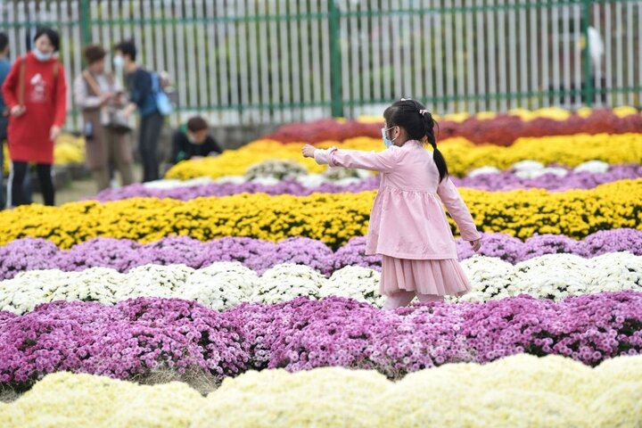 نمایشگاه گل داودی در نانجینگ 6