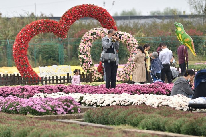 نمایشگاه گل داودی در نانجینگ 8