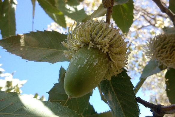 مبارزه با خشکیدگی درختان بلوط ایلام نیازمند ۵۰۰ میلیارد ریال اعتبار است مبارزه با خشکیدگی درختان بلوط ایلام نیازمند ۵۰۰ میلیارد ریال اعتبار است