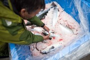 ۵ تن ماهی تیلاپیا در خراسان جنوبی تولید شد