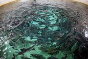 برنامه شیلات برای پرورش ماهی آزاد نسل سوم در دریای خزر