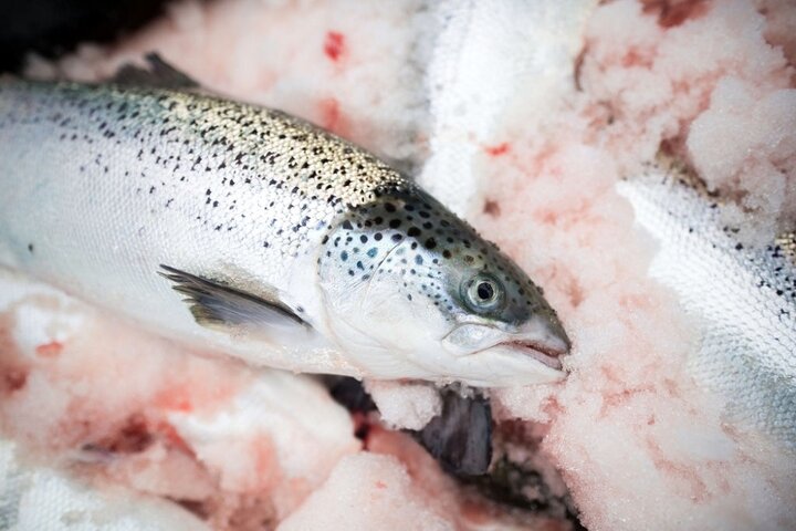 قیمت انواع ماهی در ۲۹ تیر ۱۴۰۰