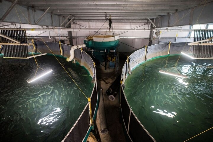 سطح زیر کشت مزارع پرورش‌ ماهی «سی باس» چوئبده ۲۰ هکتار است