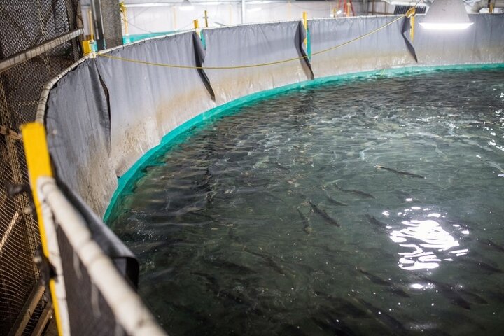 اختصاص ۱۱ هزار استخر ذخیره آب کشاورزی به پرورش ماهی