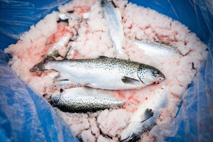 قیمت انواع ماهی در ۲۱ فروردین ۱۴۰۰