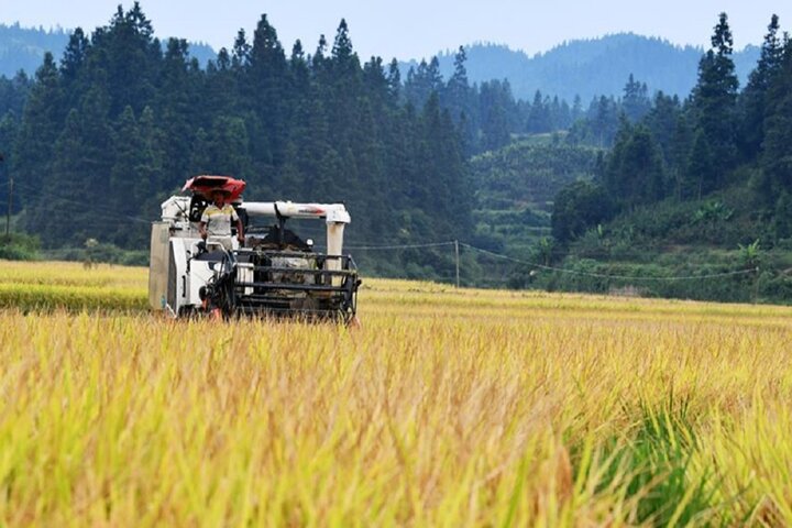 برداشت مکانیزه برنج در مازندران